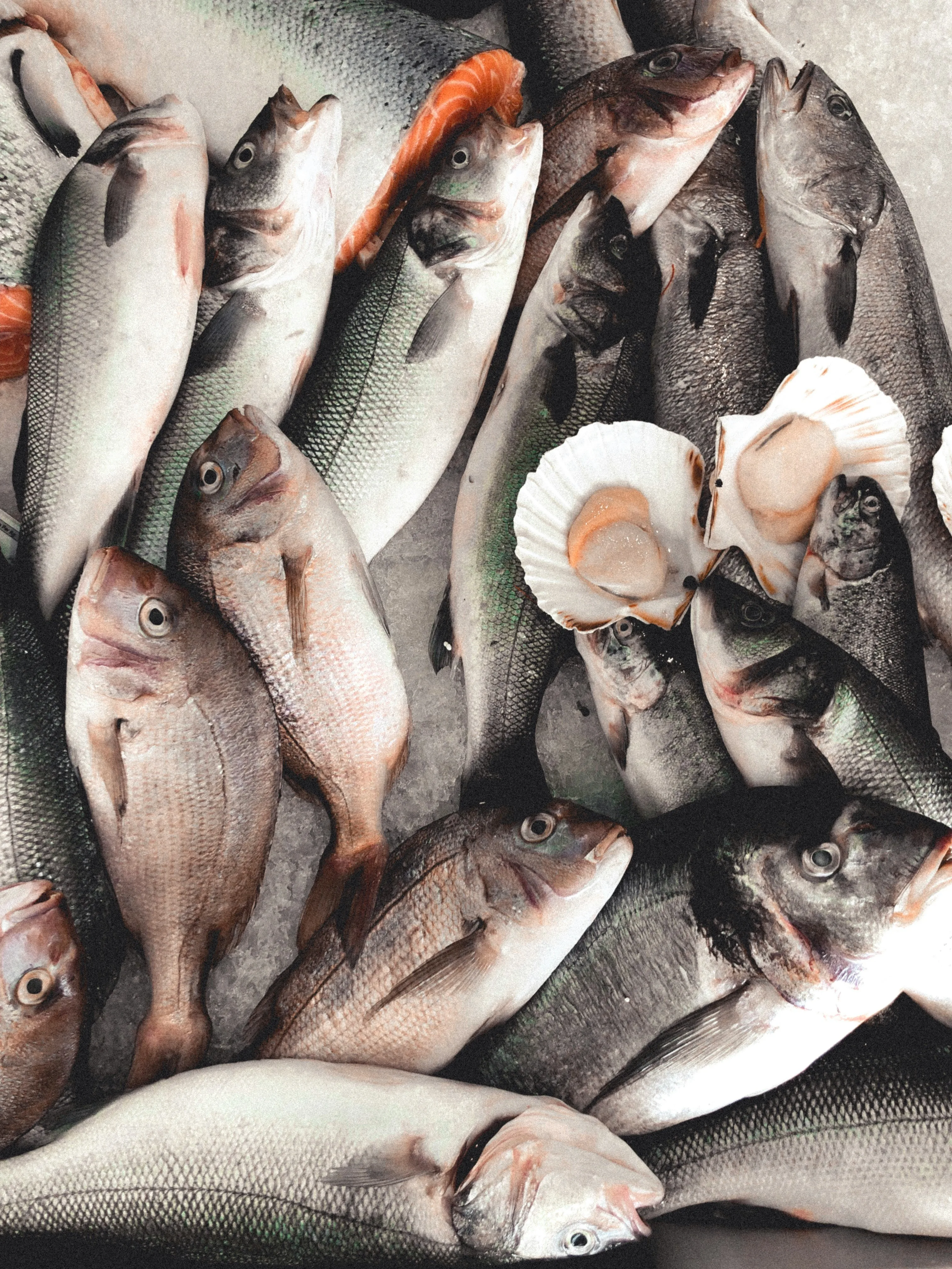 Salmão fresco grelhado